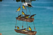 Bananquits at bird feeder
